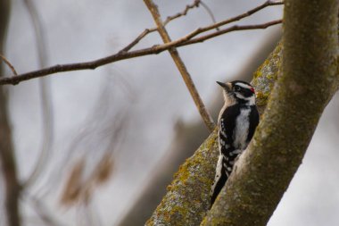 Ağaçta oturan bir Downy Ağaçkakanı.
