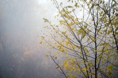 Sisli bir ormanda sonbahar ağaçlarının güzel manzarası
