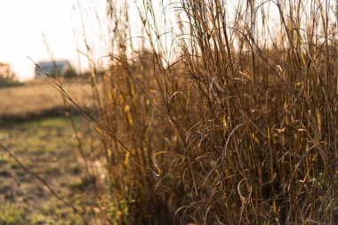 Napoli, Florida 'da kurumuş çimlerin güzel bir manzarası var.