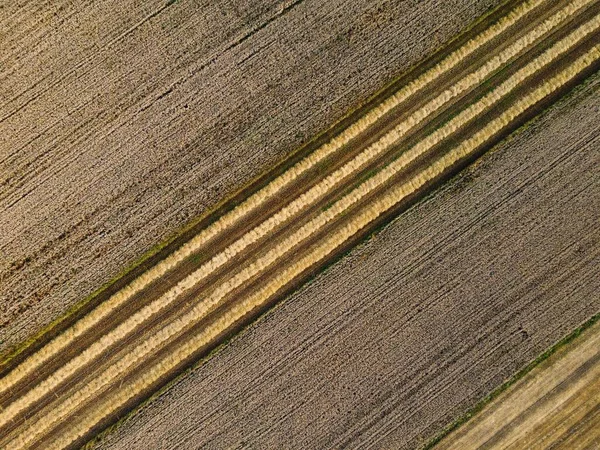 Vzdušný Pohled Kukuřičná Pole Oranými Žlutými Liniemi — Stock fotografie