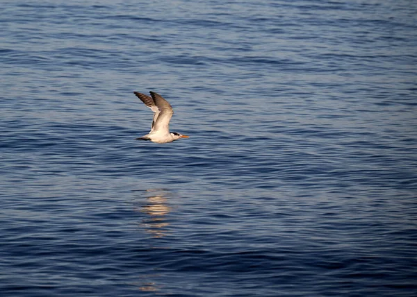 Primer Plano Pájaro Volando Cerca Del Mar — Foto de Stock