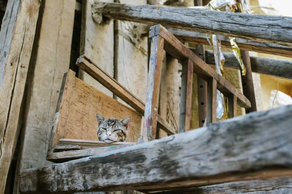 Сонная Кошка Разрушенном Деревянном Здании Каире Египет — стоковое фото