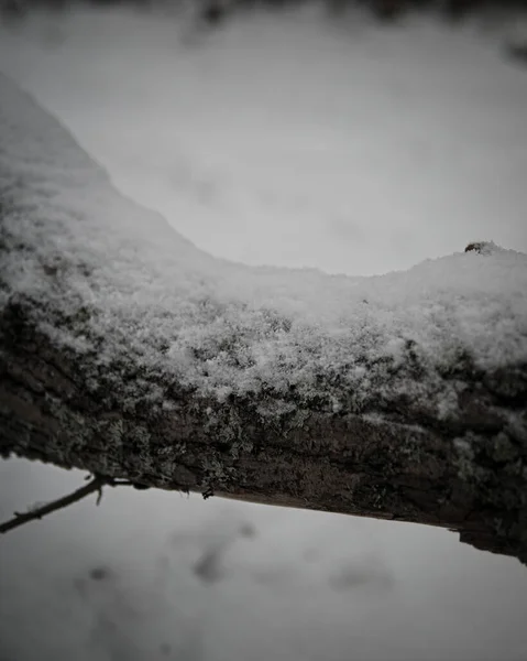 Eine Vertikale Aufnahme Eines Astes Eines Baumes Mit Schnee Darauf — Stockfoto