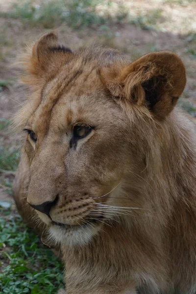 Closeup Lioness Resting Green Glade Zoological Park Saint Martin Plaine — Stock Photo, Image