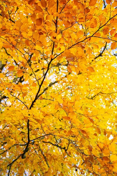 Eine Vertikale Aufnahme Der Gelben Blätter Des Baumes — Stockfoto