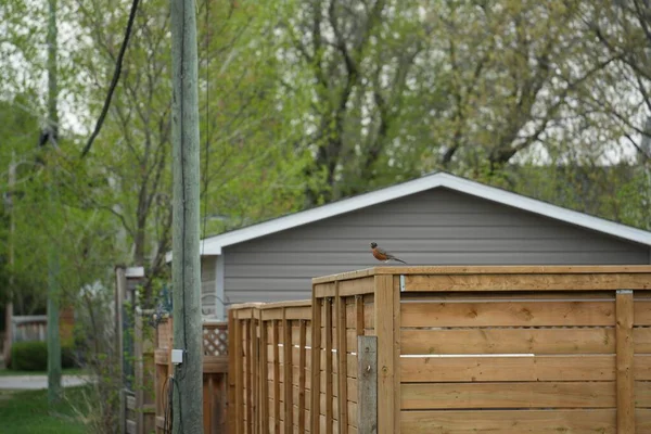 Small Delicate Bird Sitting Fence Surrounded Trees Garden Beautiful Sunny — Stock Photo, Image