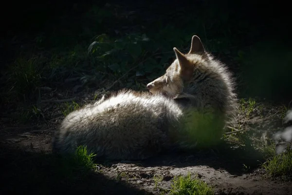 Coywolf Descansando Ponto Ensolarado Entre Escuridão — Fotografia de Stock