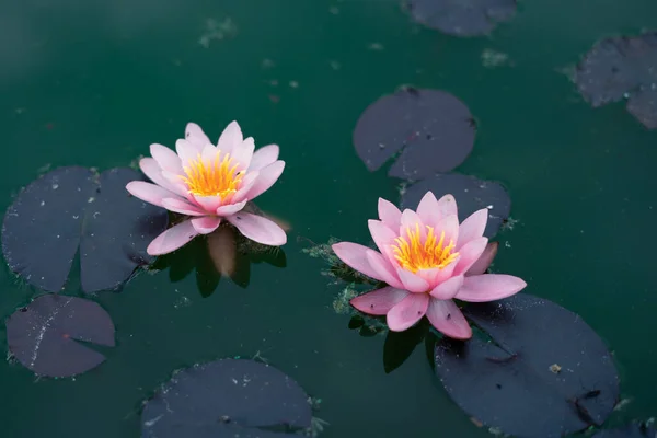 Närbild Lilja Blommor Vid Lugn Smaragd Vatten Full Blom — Stockfoto