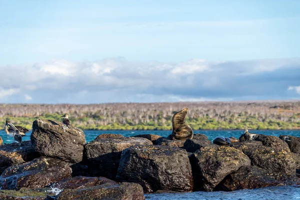 Mound Rocks Sea Diverse Animal Species — Stock Photo, Image