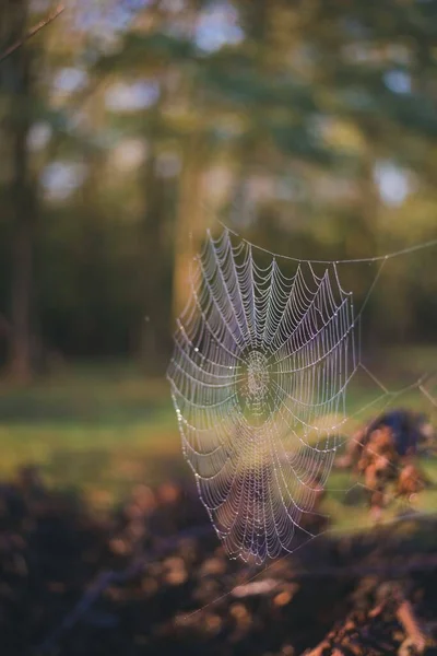 Eine Selektive Fokusaufnahme Von Spinnennetzen Mit Wassertropfen Bei Sonnenaufgang — Stockfoto