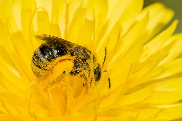 Închidere Unui Nectar Colectare Albinelor — Fotografie, imagine de stoc