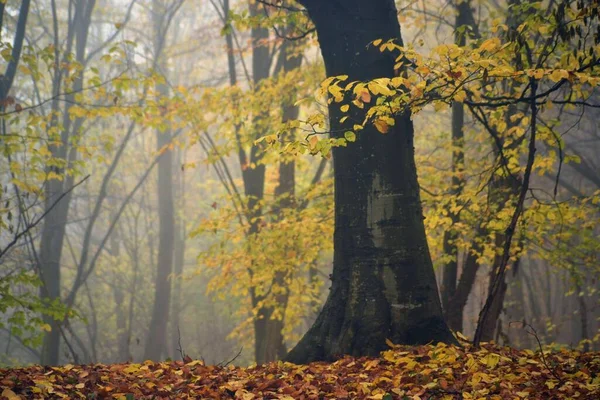 Een Prachtig Landschap Van Herfstbomen Een Mistig Bos — Stockfoto