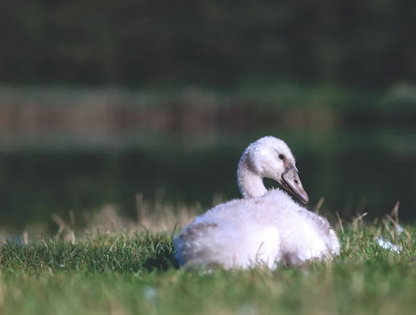 ドイツのザクセン アンハルト州の販売の丘の牧草地で休んで美しい赤ちゃん白鳥 — ストック写真