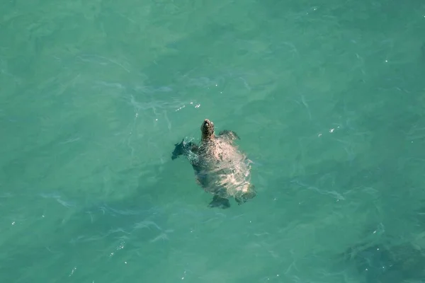 Een Loggerhead Zeeschildpad Zwemmen Turquoise Water — Stockfoto