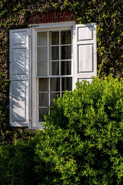 Вертикальный Снимок Белого Окна Стене Окруженной Растениями — стоковое фото
