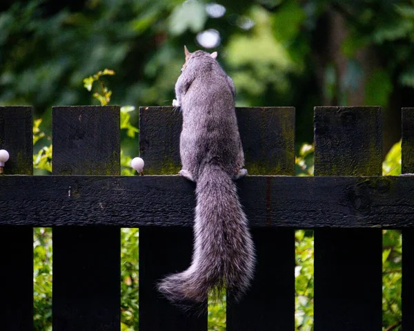 Beautiful Shot Western Gray Squirrel Back Looking Greenery Wooden Fence — Stock Photo, Image