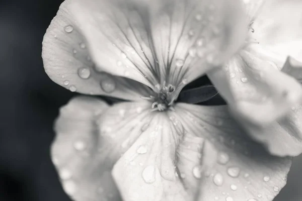 Макро Сірий Знімок Дрібних Крапель Води Ніжних Квіткових Пелюстках — стокове фото
