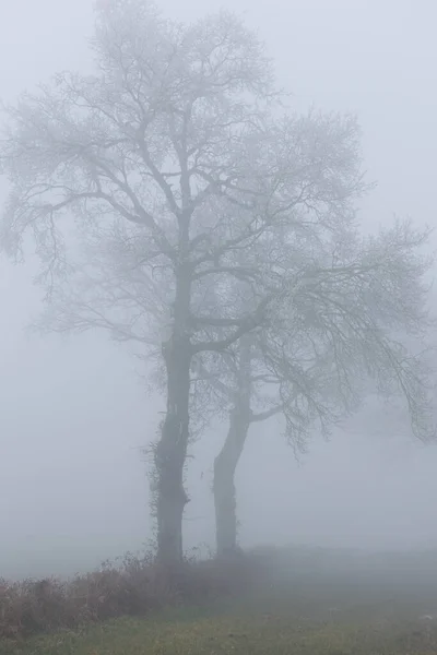 Вертикальний Постріл Брудної Дороги Поруч Деревами Туманну Погоду — стокове фото