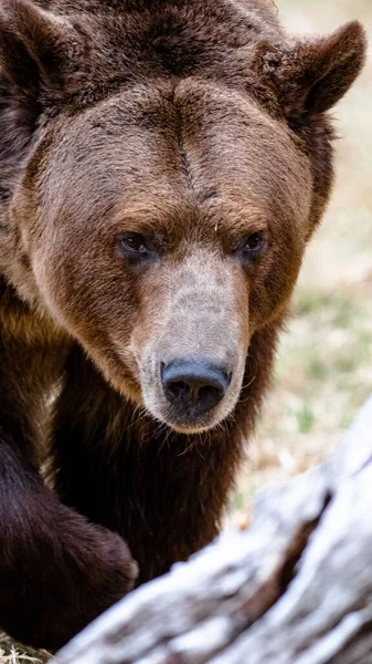 Vertikální Záběr Medvěda Hnědého Lese — Stock fotografie