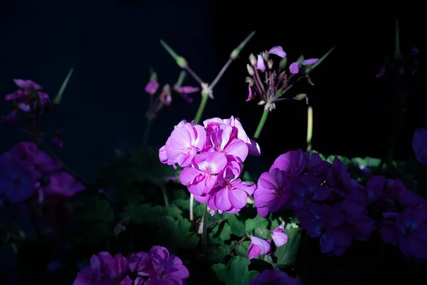 Piękne Purpurowe Ivy Geranium Kwiaty Ciemnym Ogrodzie — Zdjęcie stockowe