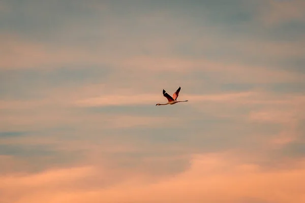 Красный Фламинго Летящий Высоко Голубом Облачном Небе Закате — стоковое фото