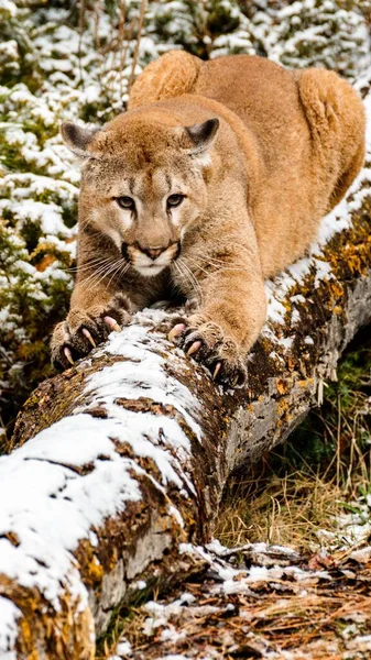 Vertical Shot Cougar Laying Fallen Snowy Tree — Stock Photo, Image