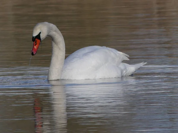 Closeup Mute Swan Swimming Pond Reflection Water Surface — Stock Photo, Image