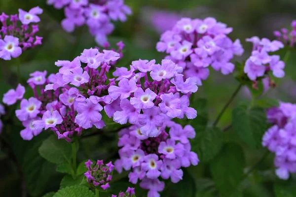 Eine Selektive Fokusaufnahme Von Trailing Lantana Violetten Pflanzen Mit Grünen — Stockfoto