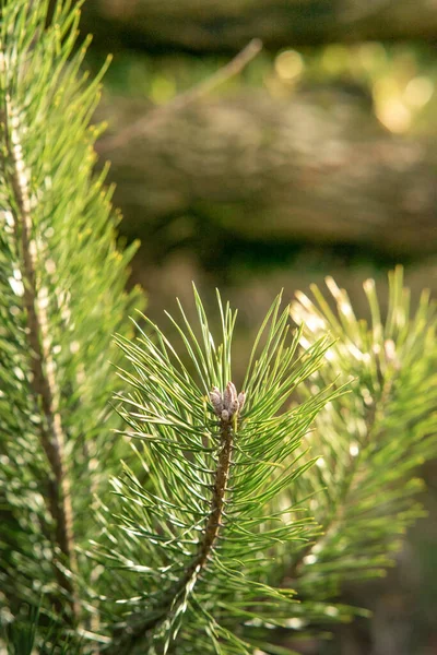 Egy Fenyőfa Közelsége Erdőben — Stock Fotó