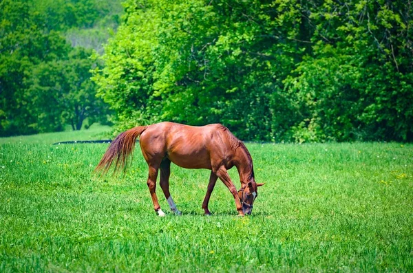 马场绿地上的一种纯种马放牧草 背景为树木 — 图库照片