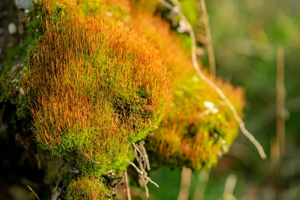 Closeup Shot Moss Growing Rock Forest Blurred Background — Stock Photo, Image