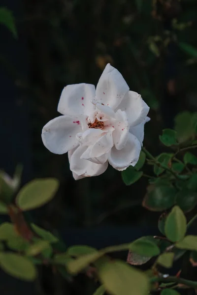Tiro Vertical Uma Rosa Branca Florescendo Floresta Lasi Romênia — Fotografia de Stock