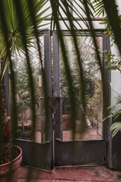루마니아 식물원 내부를 수직으로 — 스톡 사진