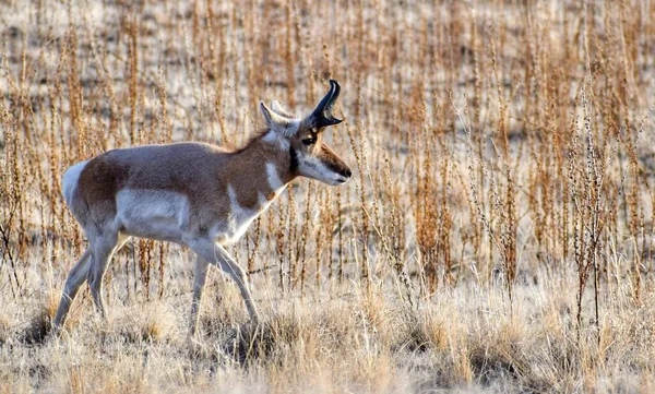 Tiro Bonito Close Antílope Pronghorn Selvagem — Fotografia de Stock