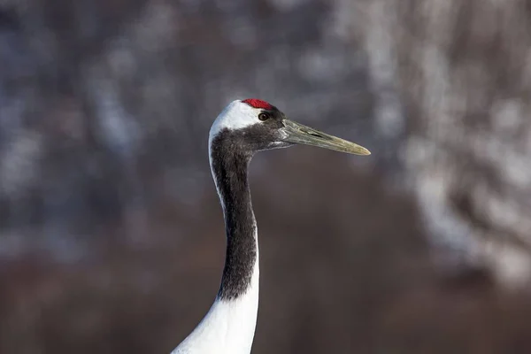 Closeup Shot Red Crane — Stock Photo, Image