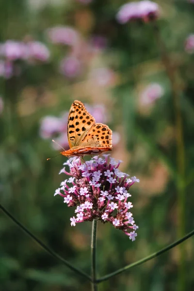 Vertikal Närbild Issoria Lathonia Fjäril Blomman Drottning Spanien Fritilleri — Stockfoto