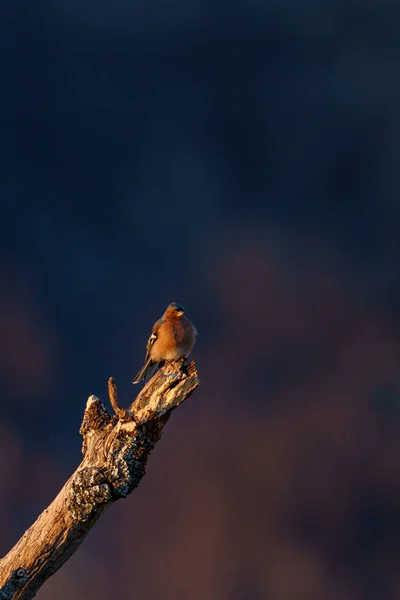 Bir Dala Konmuş Bir Bülbülün Dikey Görüntüsü — Stok fotoğraf