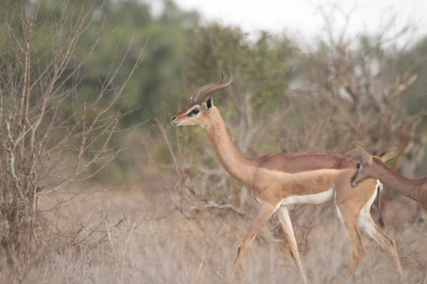 An antelope with small deer from sideview in animals park with plants on blurred background