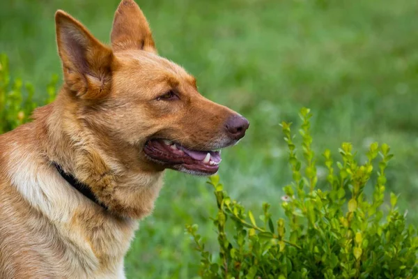 A closeup of a brown dog panting, standing against green plants