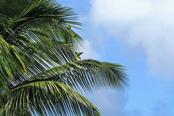 Gros Plan Feuilles Palmier Vert Contre Ciel Bleu Nuageux Par — Photo