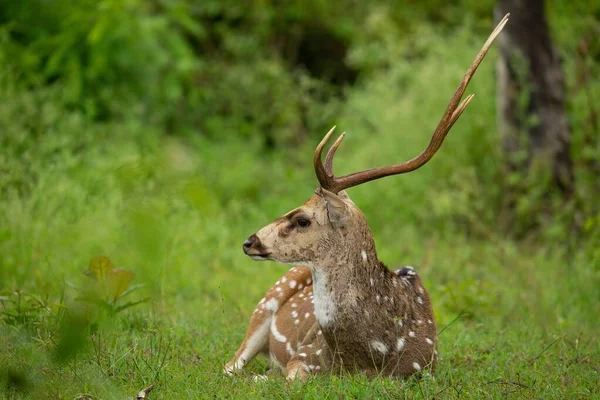 Lankesisk Axelhjort Axis Axis Ceylonensis Liggande Gräs — Stockfoto