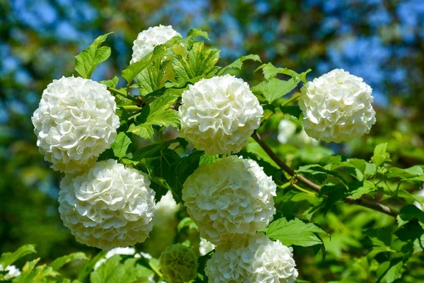 Close Viburnum Opulus Árvore Bola Neve — Fotografia de Stock