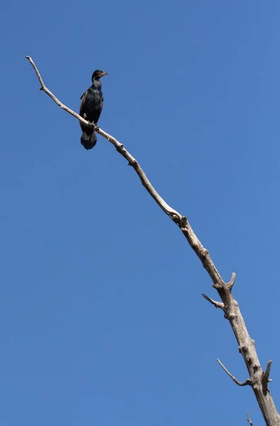 青空の下で枝に大鵜の美しいショット — ストック写真