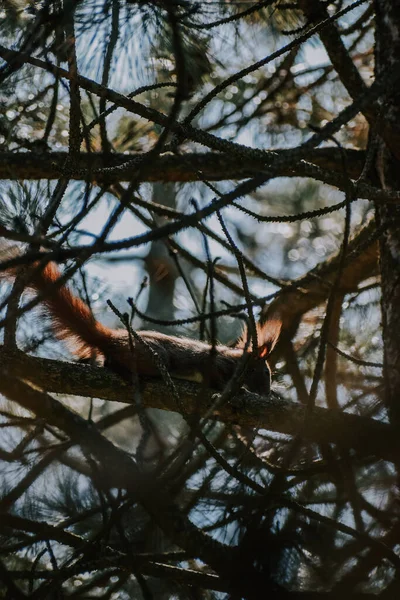 Tiro Vertical Esquilo Cinza Oriental Floresta Lasi Romênia — Fotografia de Stock