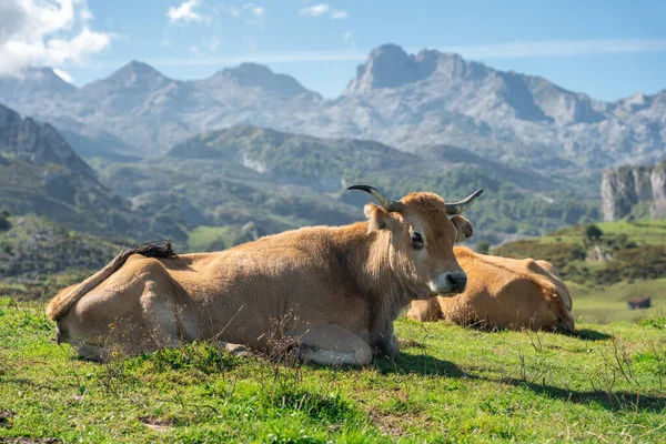 Крупним Планом Коричневі Корови Полі Горами Задньому Плані — стокове фото