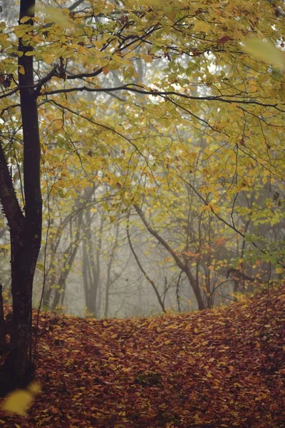 Uma Bela Paisagem Árvores Outono Uma Floresta Nebulosa — Fotografia de Stock