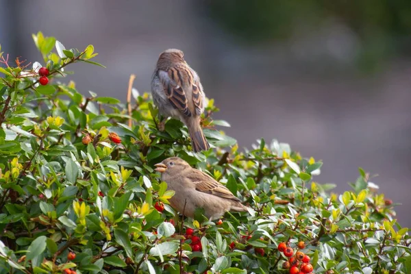 Två Sparvar Passerida Sittande Buske Med Eldtorn Pyracantha Med Röda — Stockfoto