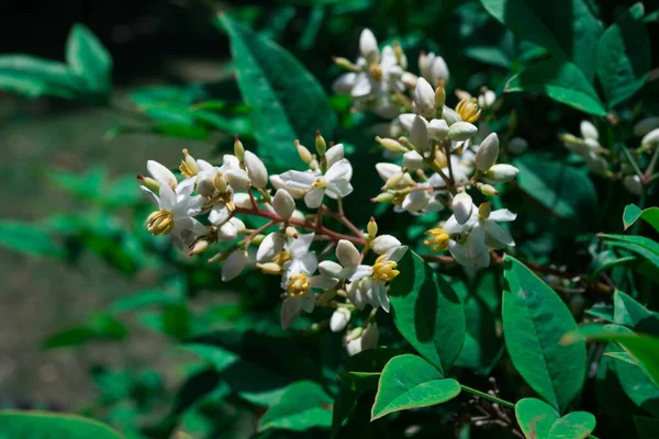 Nandina Domestica Izolovaná Nebeský Bambus Nebeské Bambusové Květy Golfského Proudu — Stock fotografie