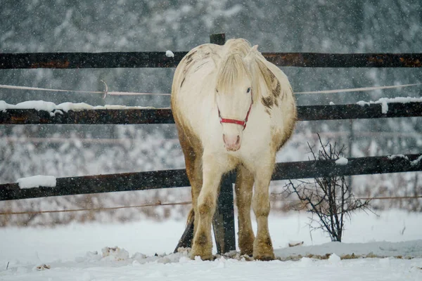 Vit Inhemsk Häst Equus Ferus Caballus Framför Ett Staket Vintern — Stockfoto