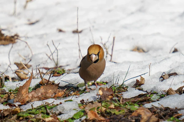 Närbild Vanlig Grov Näbb Ett Snöigt Fält Det Vilda — Stockfoto